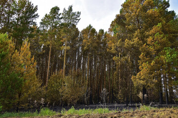 Pine forest after a ground fire