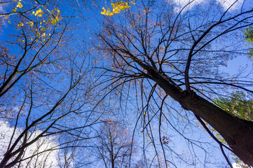 Parks in St. Petersburg, Russia.