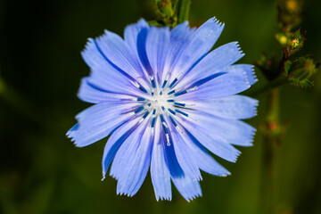 wilder Chicrée , blaue Blume am Wasser, Naturschutzgebiet , Ammerdamm
