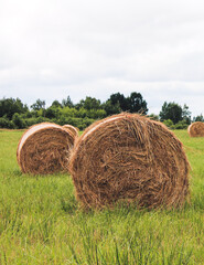 bales of grass in the field