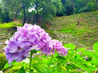 日本の梅雨の長雨と和歌山市の観光地、史跡和歌山城に咲くあじさいの花の風景（コピースペースあり）