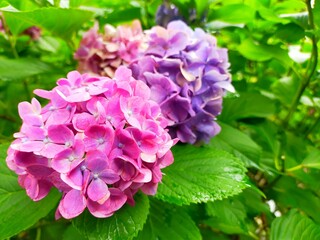 日本の梅雨の長雨と和歌山市の観光地、史跡和歌山城に咲くあじさいの花の風景（コピースペースあり）