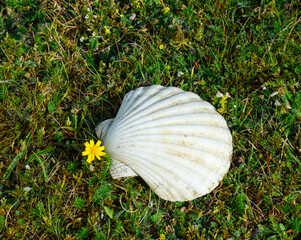 Scallop shell on the grass with flower