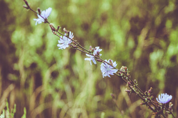 blooming tree in spring