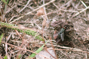 mosquito on the ground