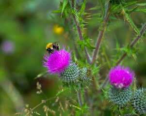 bee on thistle