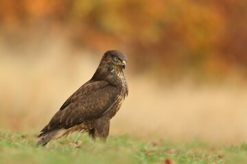 the common buzzaerd sitting on the ground. Buteo buteo. Wildlife scene from european nature....