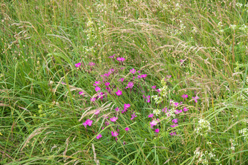 blumenwiese