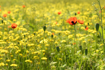 Beautiful flowers growing in meadow on sunny day
