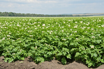 Fototapeta na wymiar The field of flowering potatoes