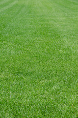 Green grass on the lawn