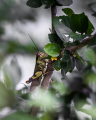 Yellow and Green Grasshopper in Jungle Surroundings