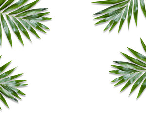 Obraz na płótnie Canvas green palm leaves Monstera on white background. Flat lay, top view