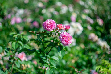 Summer roses on a natural blurred background with bokeh effect.