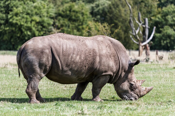 White Rhino in Grass Field