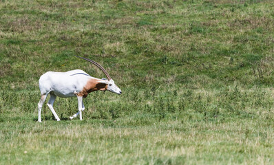 Scimitar-horned oryx in green field