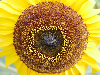 ひまわり　sunflower 