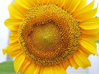 Naklejka premium ひまわり sunflower 