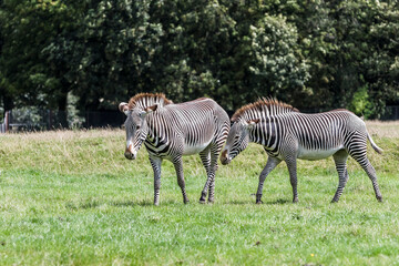 Obraz na płótnie Canvas Grevy’s zebras playing in a field