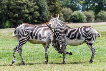 Grevy’s zebras playing in a field