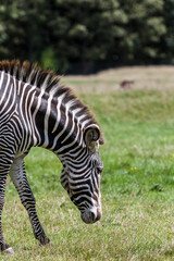 Fototapeta na wymiar Grevy’s zebra in a green field