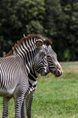 Grevy’s zebras playing in a field
