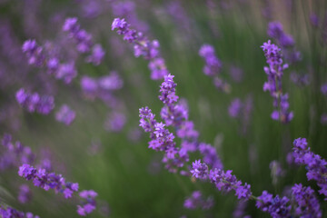 Lavender flowers, Background of purple flowers. Beautiful lavender close up on a blurry background in sunlight with a copy of the space. Lavender is used to make cosmetics and essential oils.