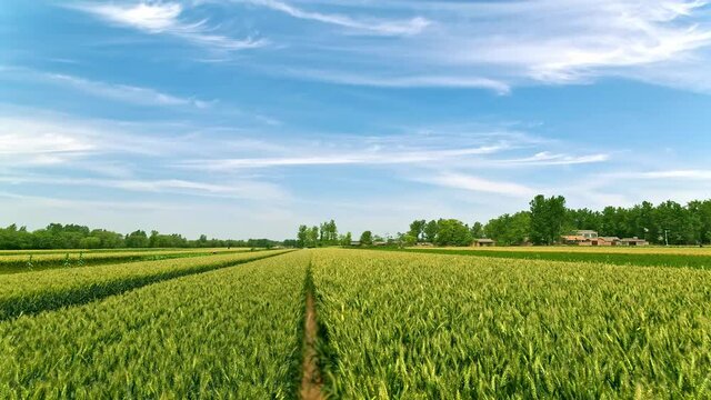 Time-lapse of cyan wheat field, white cirrus clouds floating in blue sky