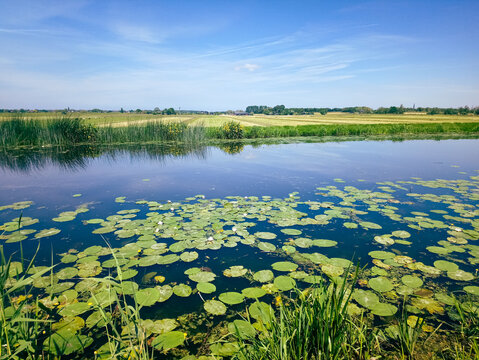 Typical image of the Dutch polder landscape with its green meadows and ditches in summer