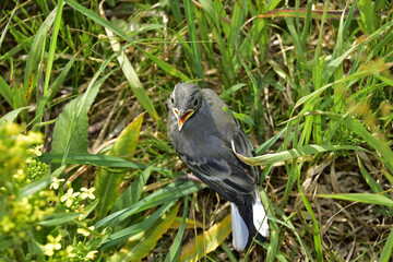 Swallow chick