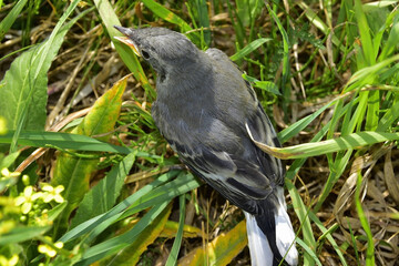 Swallow chick