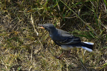 Swallow chick