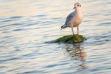 Seagull sits on stone cliff at the sea shore