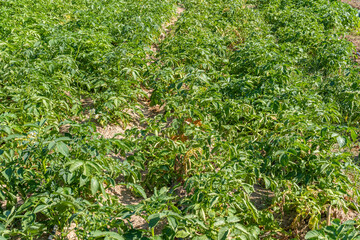 Green potatoes field plantation