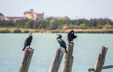A flock of cormorants sits on a old sea pier