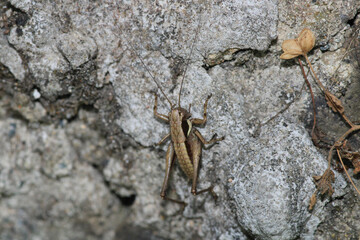 dark bush cricket grasshopper insect macro photo
