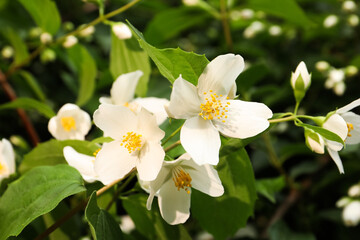 Closeup view of beautiful blossoming jasmine bush outdoors