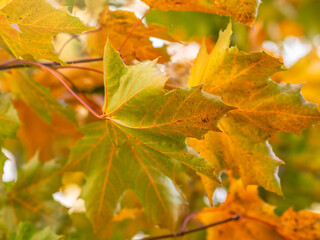 Maple branches with yellow leaves in autumn, in the light of sunset.
