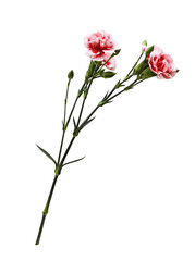 Twig of red and white carnation flowers with green buds and leaves isolated
