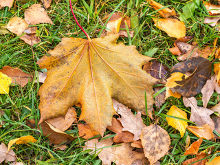 Orange and yellow fallen maple leaves in the sunlight.