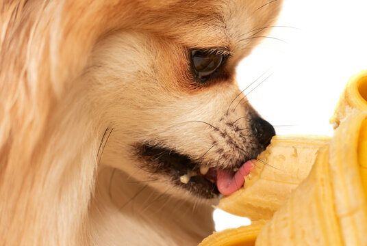 Pomeranian. The dog eats fruits, bananas. Healthy and healthy food for pets