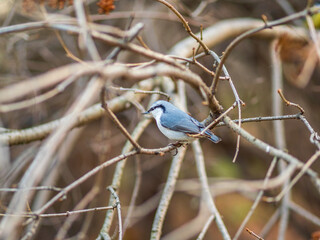 Eurasian nuthatch or wood nuthatch, lat. Sitta europaea, sitting on a tree branches with a blurred background.