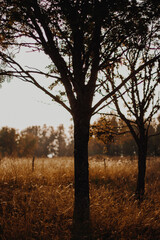 Fototapeta na wymiar Tree trunk silhouette at sunset in a golden meadow.