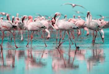 Wild african birds. Group birds of pink  flamingos  walking around the blue lagoon on a sunny day
