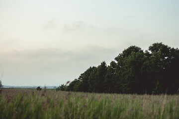 Beautiful summer landscape with green meadows and green trees in the distance. Cloudy summer day.