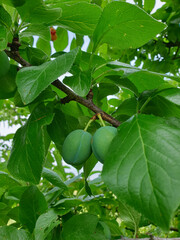 green apple on tree