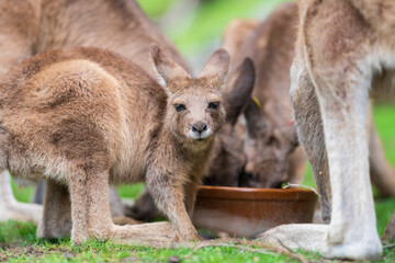 The red-necked wallaby or Bennett's wallaby (Macropus rufogriseus) is a medium-sized macropod marsupial (wallaby), common in the more temperate and fertile parts of eastern Australia. Green bokeh.
