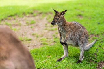 Naklejka na ściany i meble The red-necked wallaby or Bennett's wallaby (Macropus rufogriseus) is a medium-sized macropod marsupial (wallaby), common in the more temperate and fertile parts of eastern Australia. Green bokeh.