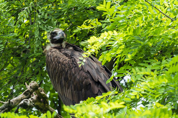 
Griffon vulture in a detailed portrait, standing on a branch overseeing his territory.
