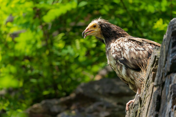 The red kite (Milvus milvus) is a medium-large bird of prey in the family Accipitridae, which also includes many other diurnal raptors such as eagles, buzzards, and harriers.